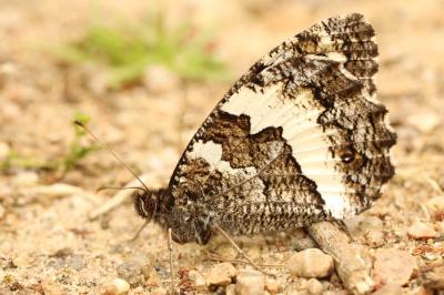 <i>Brintesia circe</i>