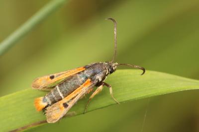 <i>Pyropteron chrysidiforme</i>