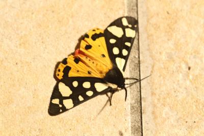 <i>Arctia villica</i>