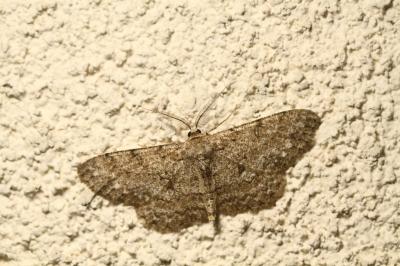 <i>Hypomecis punctinalis</i>