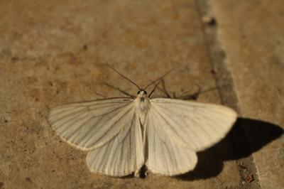 <i>Siona lineata</i>