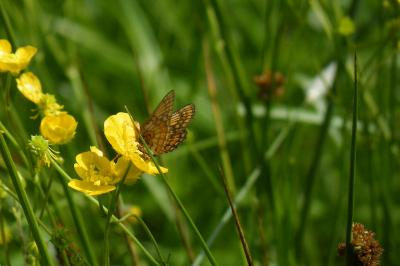 <i>Euphydryas aurinia</i>