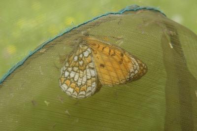 <i>Melitaea parthenoides</i>