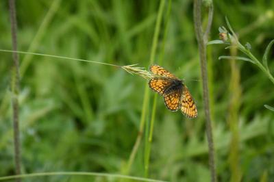 <i>Melitaea parthenoides</i>