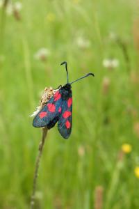 <i>Zygaena trifolii</i>