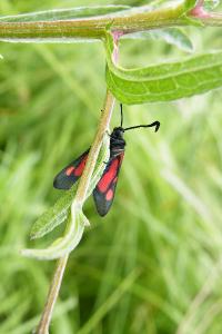 <i>Zygaena trifolii</i>