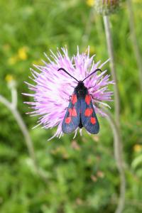 <i>Zygaena trifolii</i>