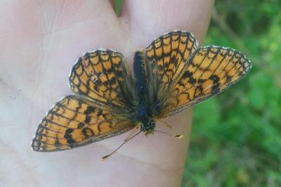 <i>Melitaea parthenoides</i>