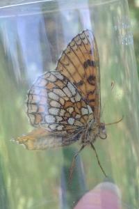 <i>Melitaea parthenoides</i>