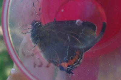 <i>Satyrium pruni</i>