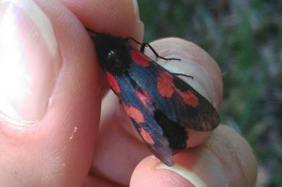 <i>Zygaena trifolii</i>