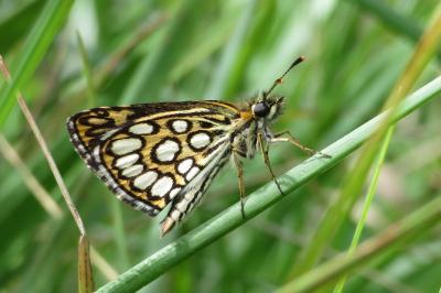 Hesperiidae