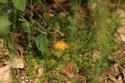 <i>Pseudopanthera macularia</i>