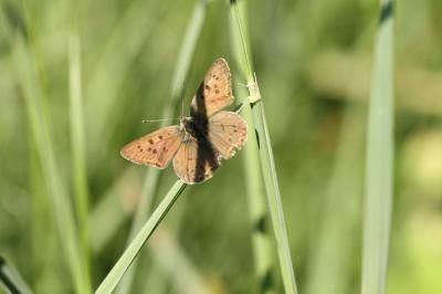 <i>Lycaena tityrus</i>