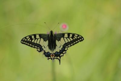<i>Papilio machaon</i>