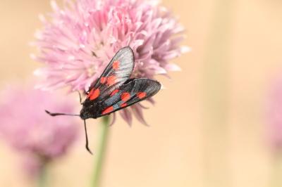 <i>Zygaena ephialtes</i>