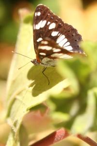 <i>Limenitis reducta</i>