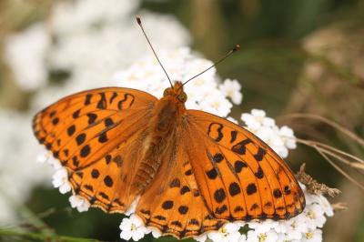 <i>Fabriciana adippe</i>