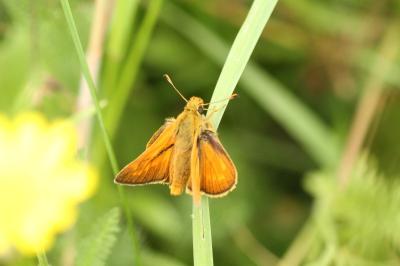 <i>Ochlodes sylvanus</i>