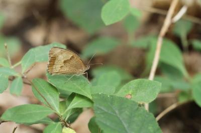 <i>Maniola jurtina</i>