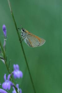 <i>Thymelicus sylvestris</i>