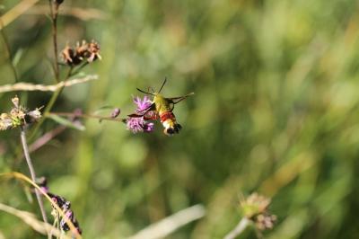 <i>Hemaris fuciformis</i>