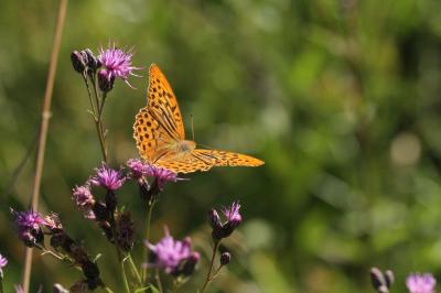 <i>Argynnis paphia</i>