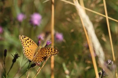 <i>Argynnis paphia</i>