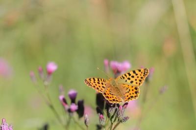 <i>Issoria lathonia</i>