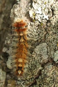 <i>Arctornis l-nigrum</i>