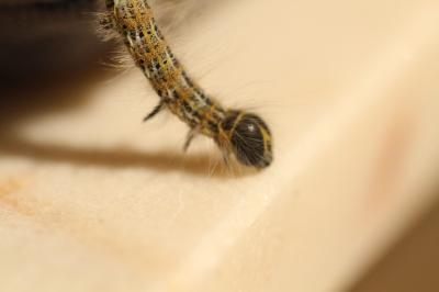 <i>Phalera bucephala</i>