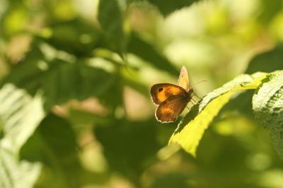 <i>Pyronia tithonus</i>
