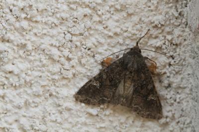<i>Mamestra brassicae</i>
