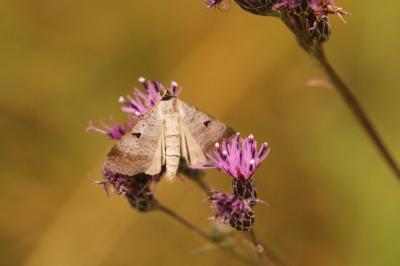 <i>Lygephila pastinum</i>