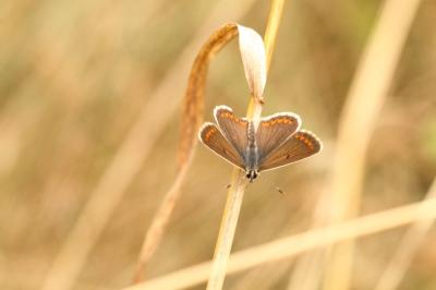 Aricia agestis