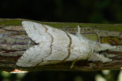 <i>Calliteara pudibunda</i>