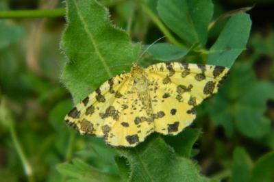 <i>Pseudopanthera macularia</i>