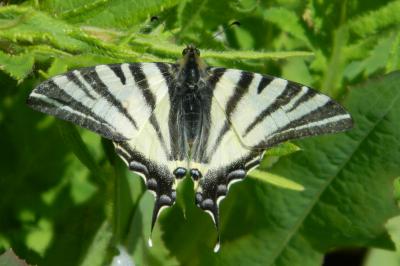 <i>Iphiclides podalirius</i>