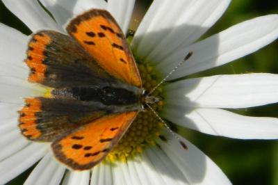 Lycaena phlaeas
