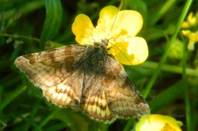 <i>Euclidia glyphica</i>