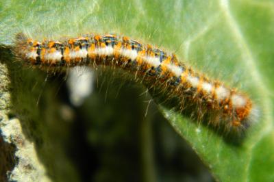 <i>Lasiocampa quercus</i>