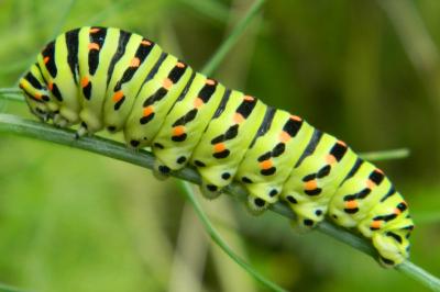 <i>Papilio machaon</i>