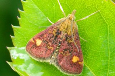 <i>Pyrausta aurata</i>