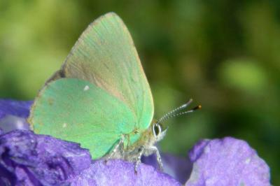 <i>Callophrys rubi</i>
