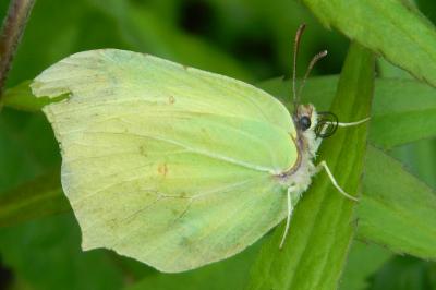 <i>Gonepteryx rhamni</i>
