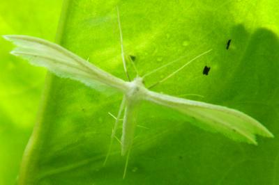 <i>Pterophorus pentadactylus</i>