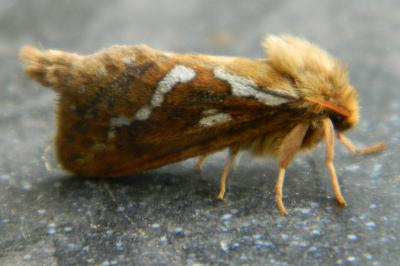 Hepialidae