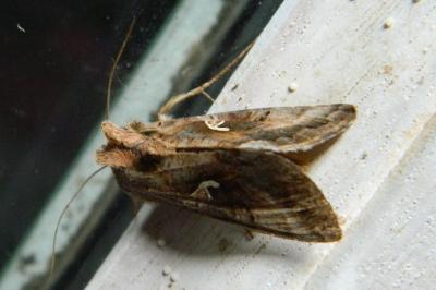 Autographa gamma