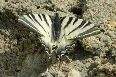 <i>Iphiclides podalirius</i>