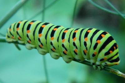 <i>Papilio machaon</i>